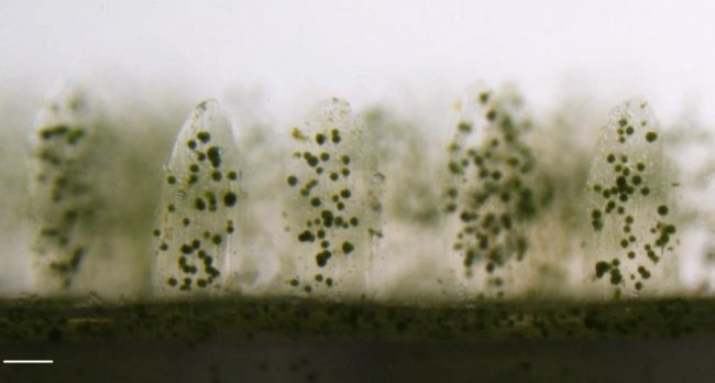 На 3D-принтере напечатаны «бионические кораллы», обладающие свойствами фотосинтеза рифа - «Новости сети»