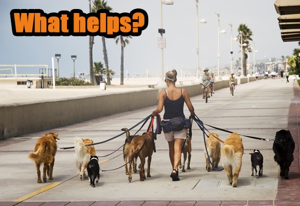 CBD pets. Что за зверь? (Около $20к за неделю) - «Надо знать»