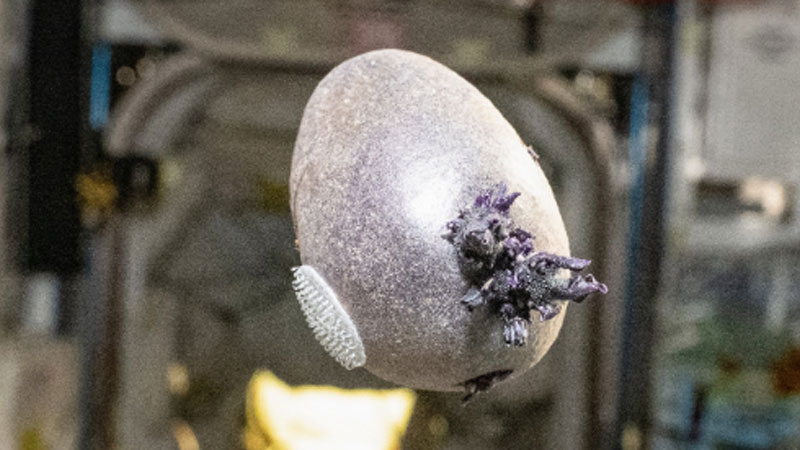 Старейший астронавт NASA взбудоражил интернет снимком загадочного фиолетового организма на МКС - «Новости сети»